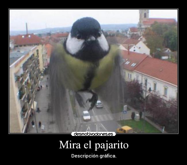 Mira el pajarito - 