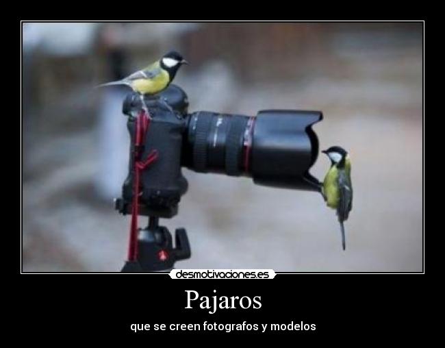 Pajaros -