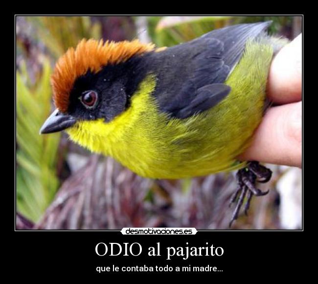ODIO al pajarito -