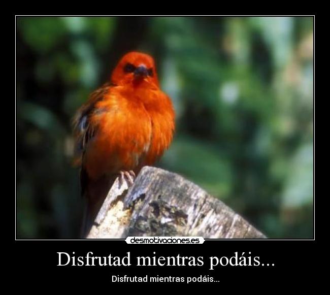 carteles disfrutad pajaro desmotivaciones