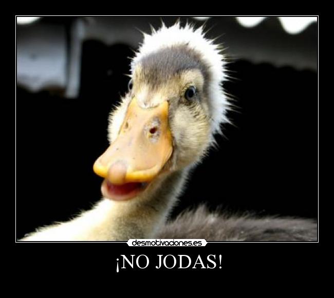 carteles pato desmotivaciones