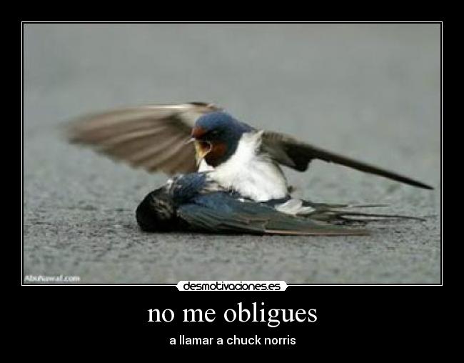 no me obligues - a llamar a chuck norris