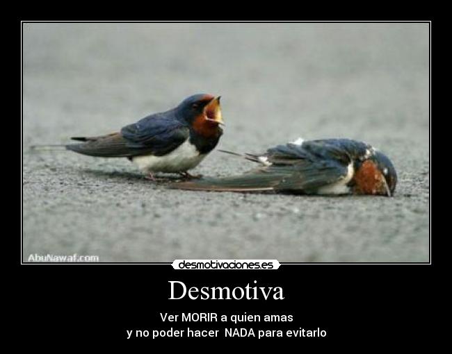 carteles desmotivacion morir ser querido pajaro desmotivaciones