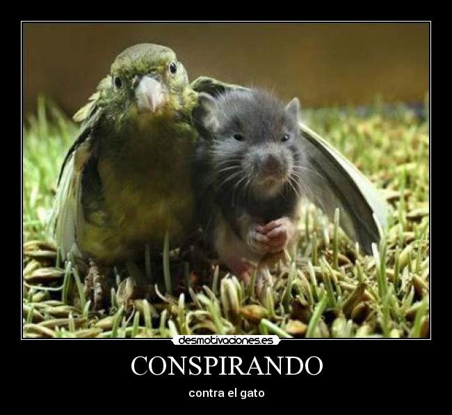 CONSPIRANDO - 