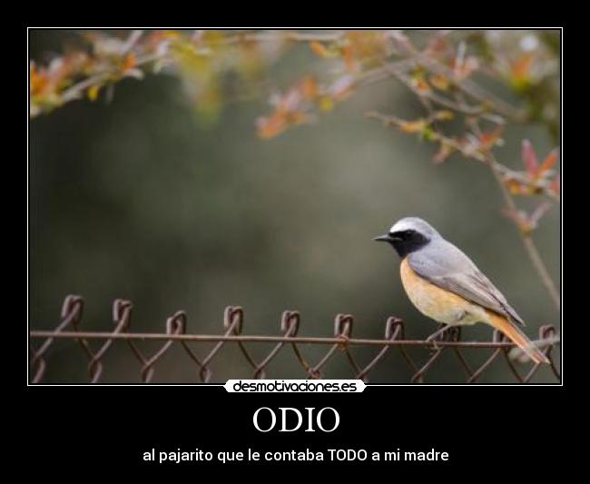 ODIO - al pajarito que le contaba TODO a mi madre