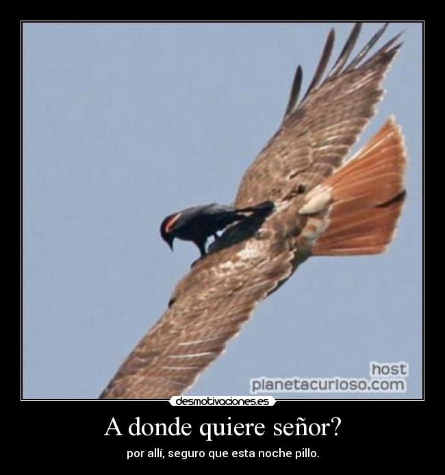 A donde quiere señor? - por allí, seguro que esta noche pillo.