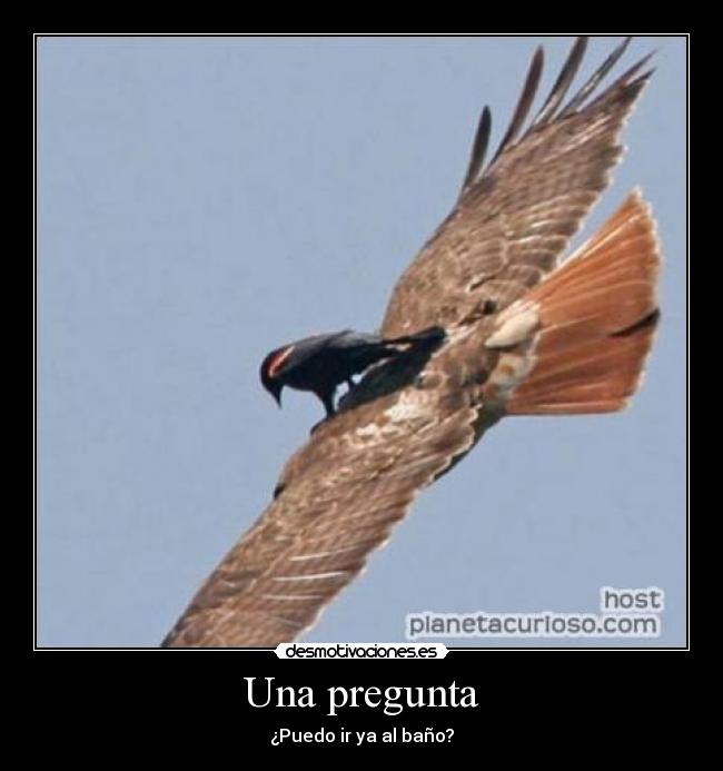 carteles pajaro 130001313000 desmotivaciones