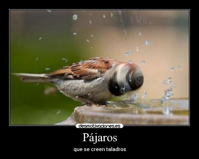 carteles pajaro agua taladro desmotivaciones