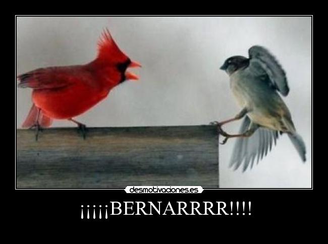 ¡¡¡¡¡BERNARRRR!!!! -