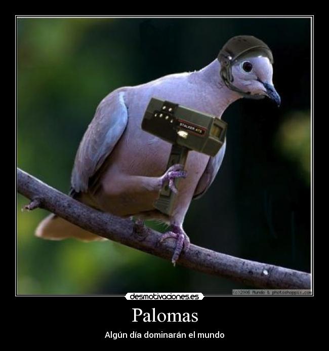 Palomas - Algún día dominarán el mundo