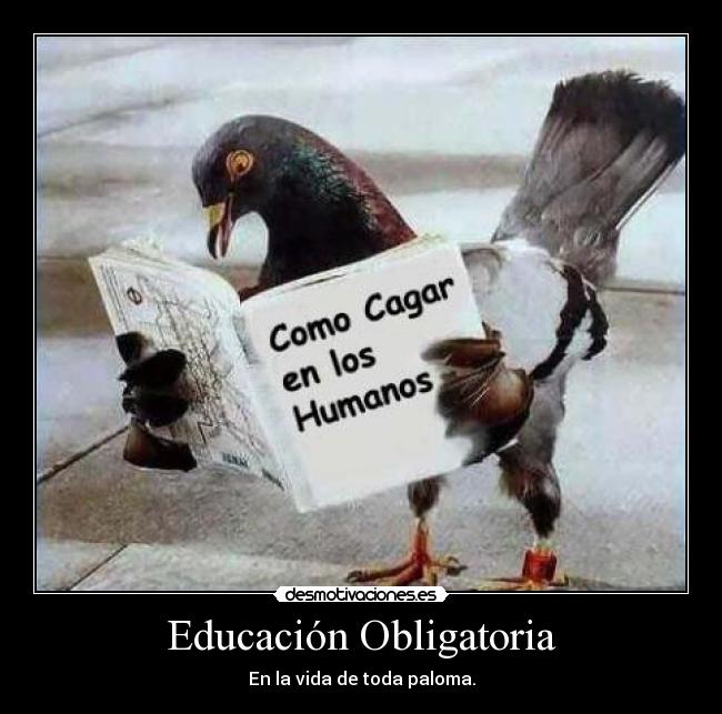Educación Obligatoria - En la vida de toda paloma.