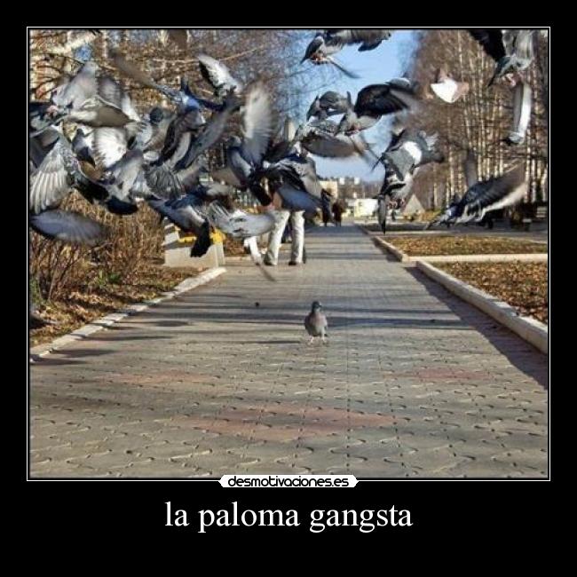 la paloma gangsta - 