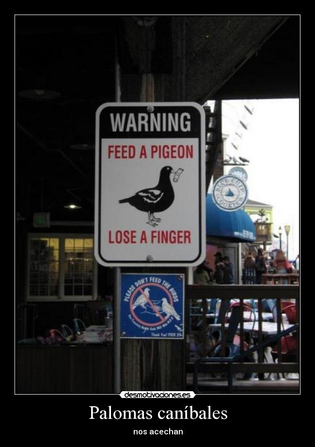 Palomas caníbales - nos acechan