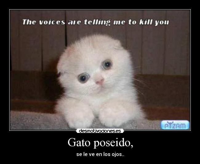 Gato poseido, -