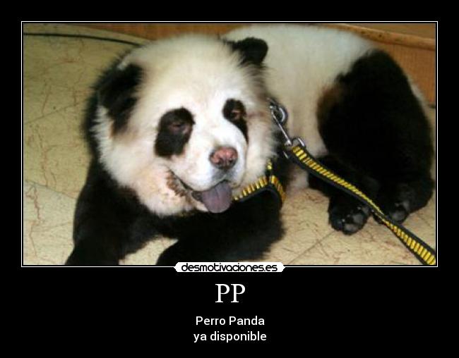 PP - Perro Panda
ya disponible