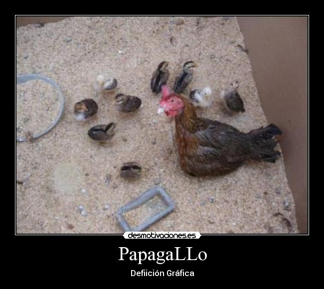 PapagaLLo - 
