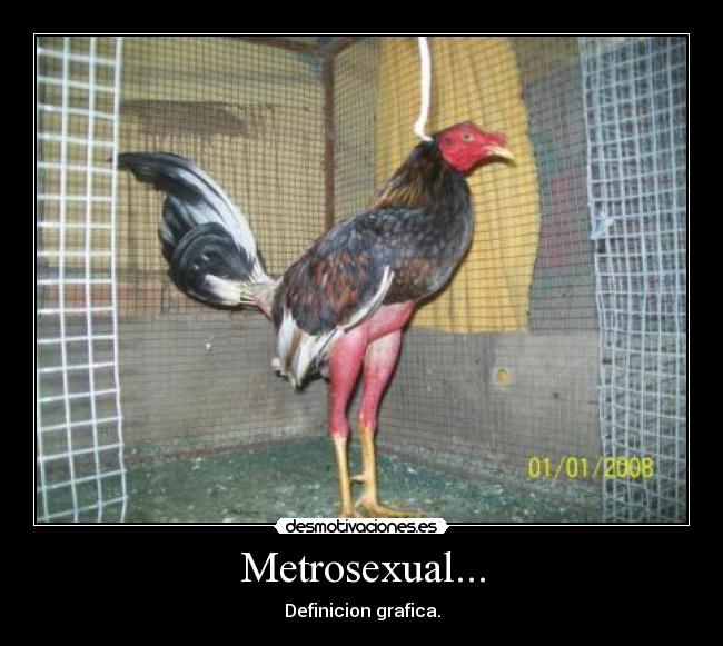 Metrosexual... - Definicion grafica.
