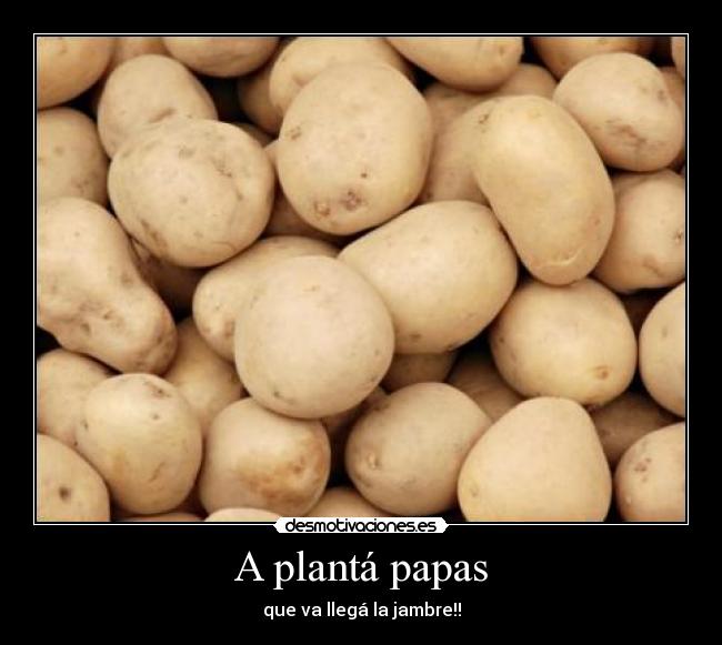 A plantá papas - que va llegá la jambre!!