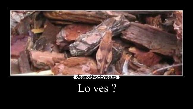Lo ves ? -