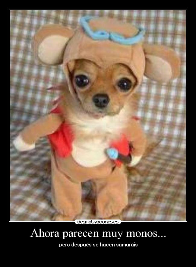 Ahora parecen muy monos... - 
