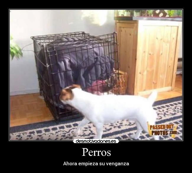 Perros -