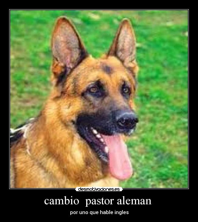 cambio pastor aleman - por uno que hable ingles