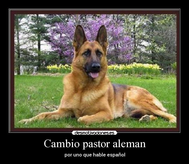 Cambio pastor aleman - 