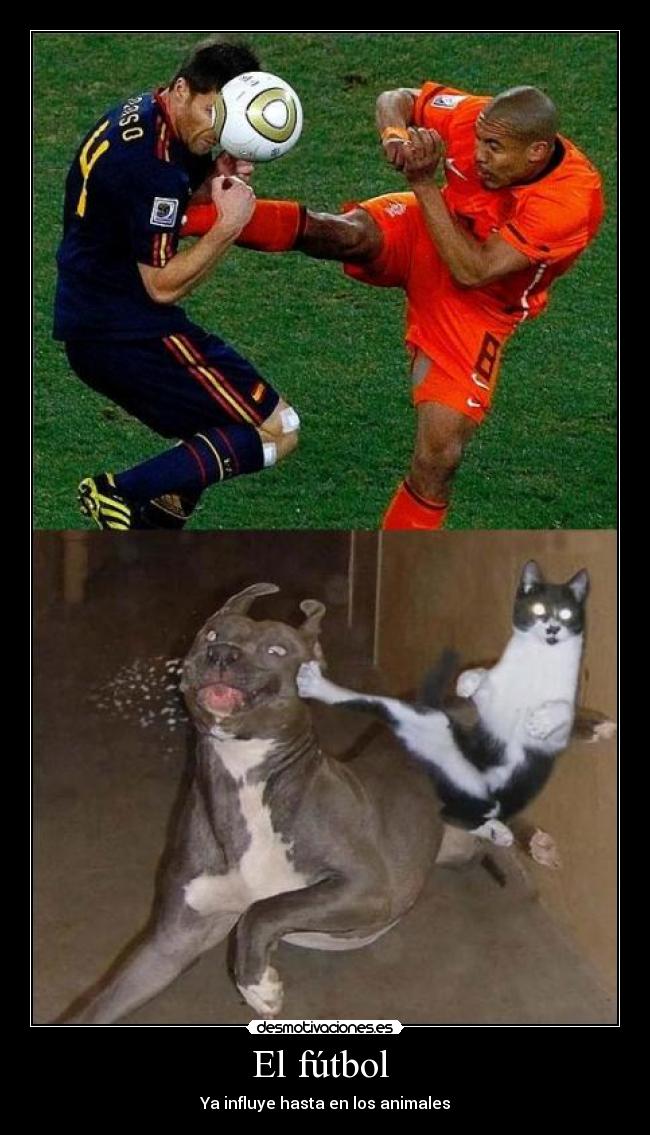 carteles futbol futbol animal gatoskunfu karate desmotivaciones