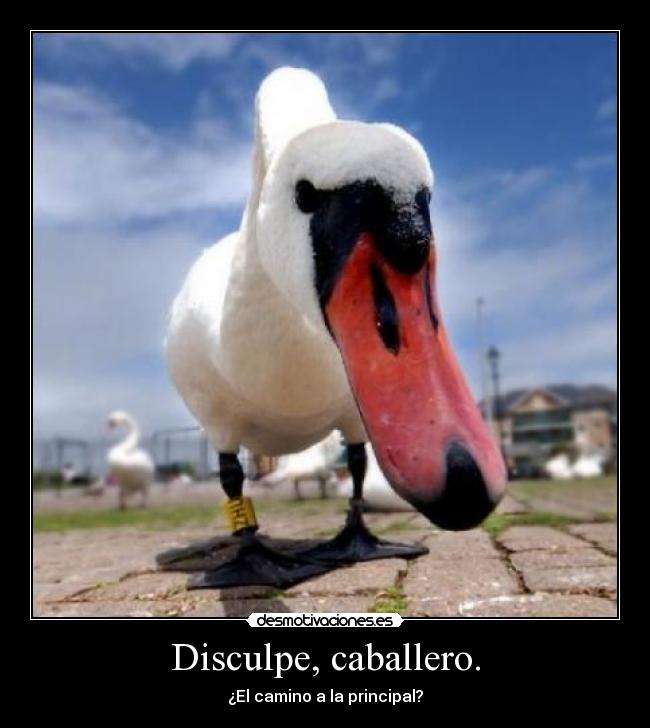 Disculpe, caballero. - 