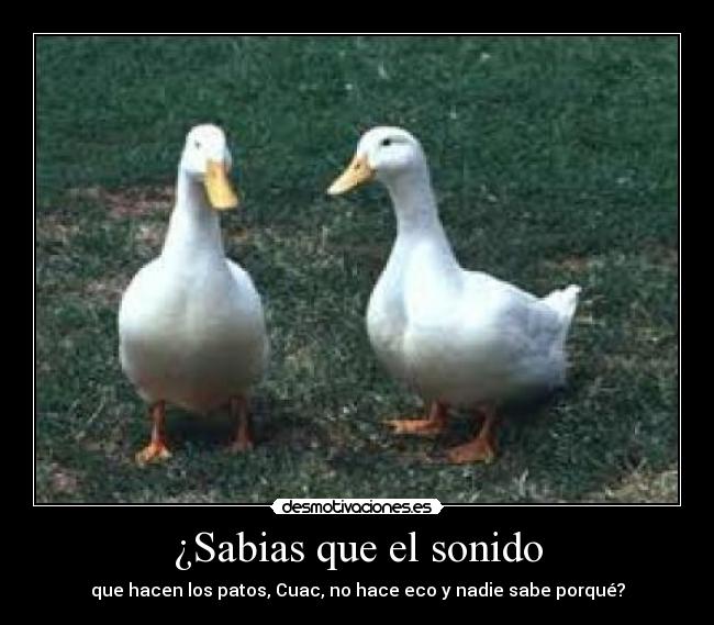 carteles patos desmotivaciones