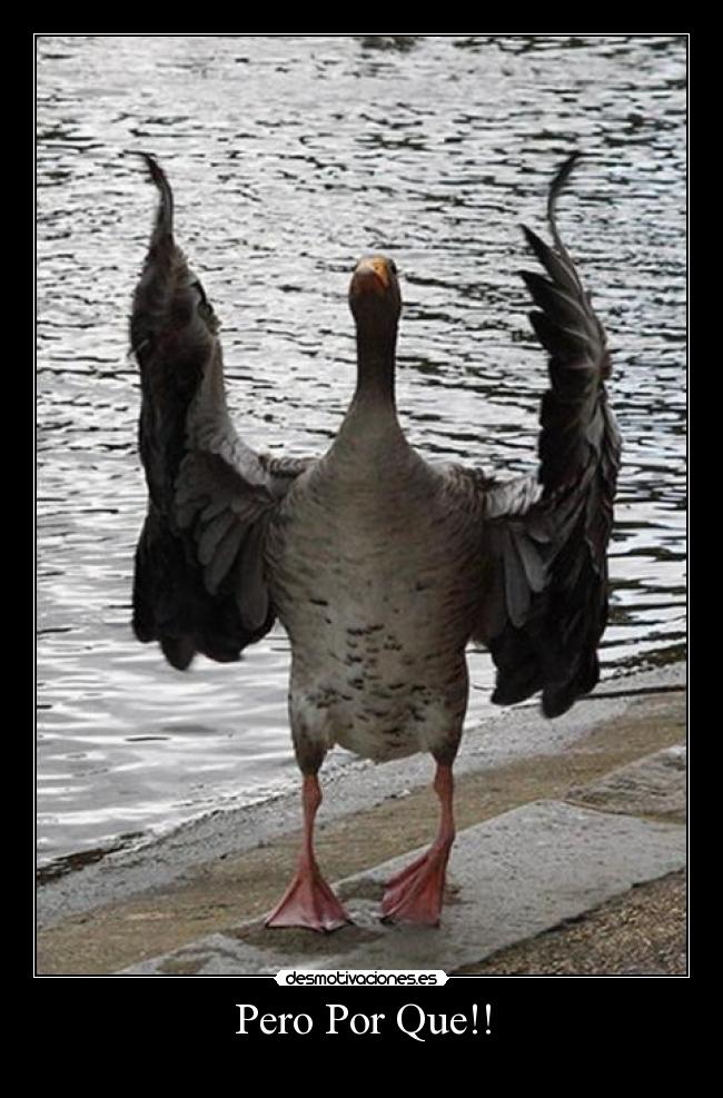 Pero Por Que!! -