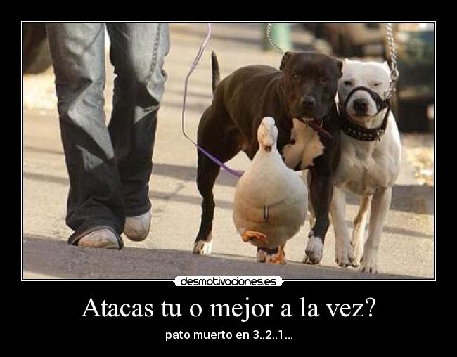 Atacas tu o mejor a la vez? - pato muerto en 3..2..1...
