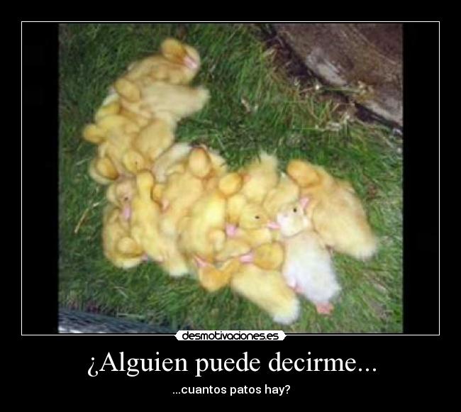 ¿Alguien puede decirme... - ...cuantos patos hay?