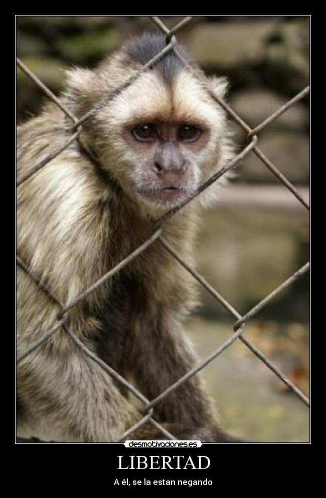 LIBERTAD - 