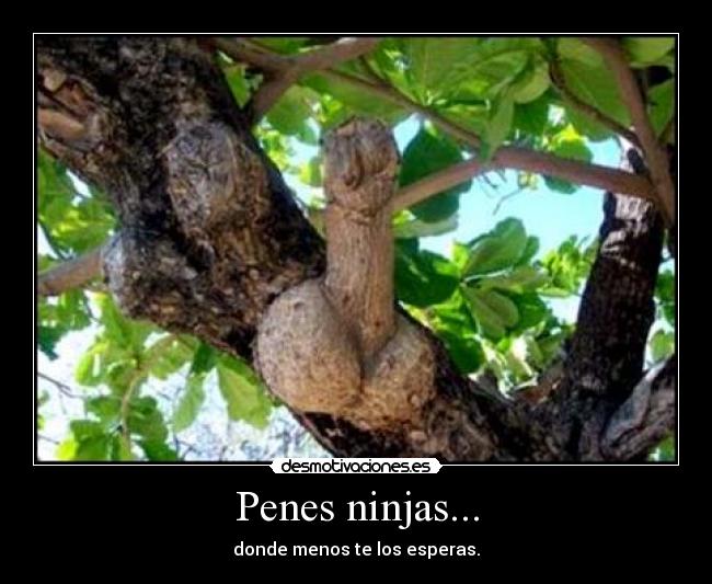 Penes ninjas... -