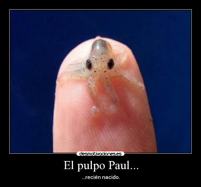 El pulpo Paul... - 