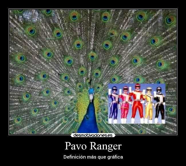 Pavo Ranger - Definición más que gráfica