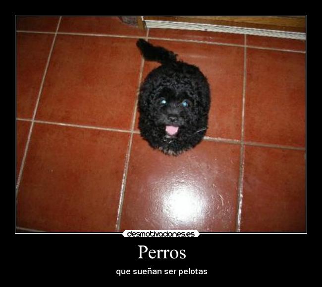 Perros - que sueñan ser pelotas