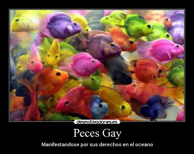 Peces Gay -