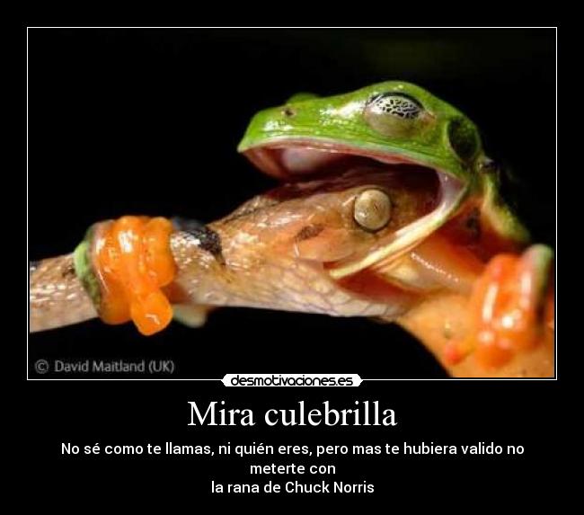 Mira culebrilla - 