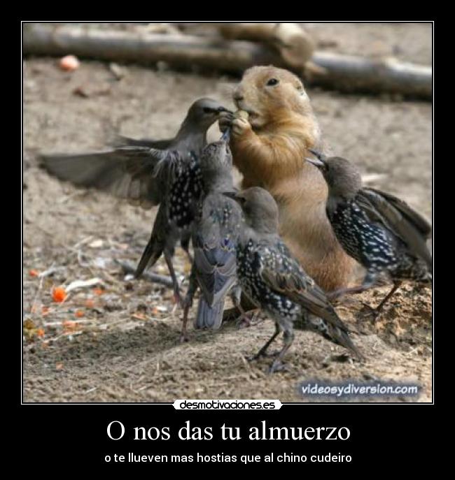 O nos das tu almuerzo - o te llueven mas hostias que al chino cudeiro