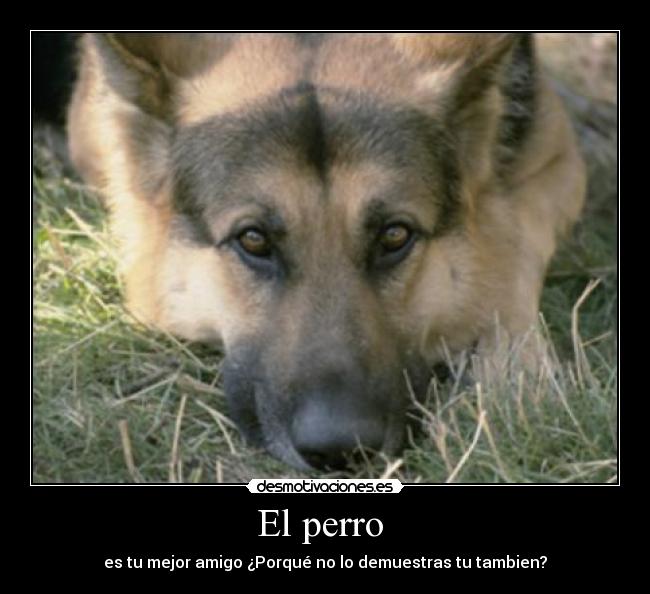 El perro -