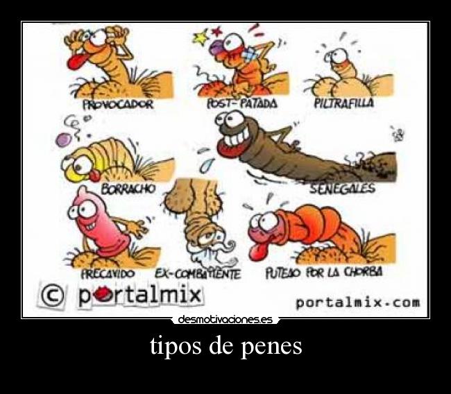 tipos de penes - 