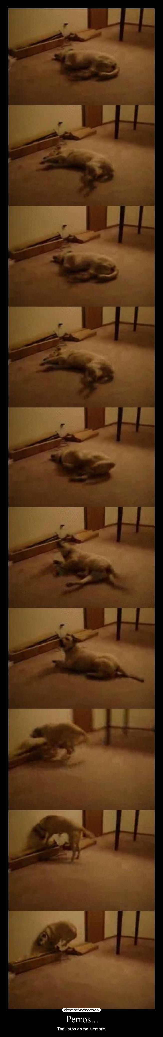 Perros... - Tan listos como siempre.