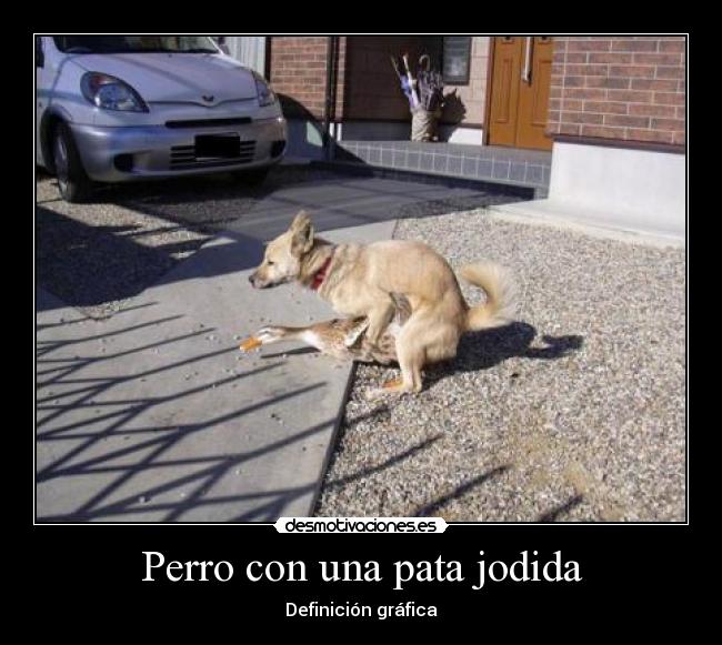 carteles perro pata joder desmotivaciones
