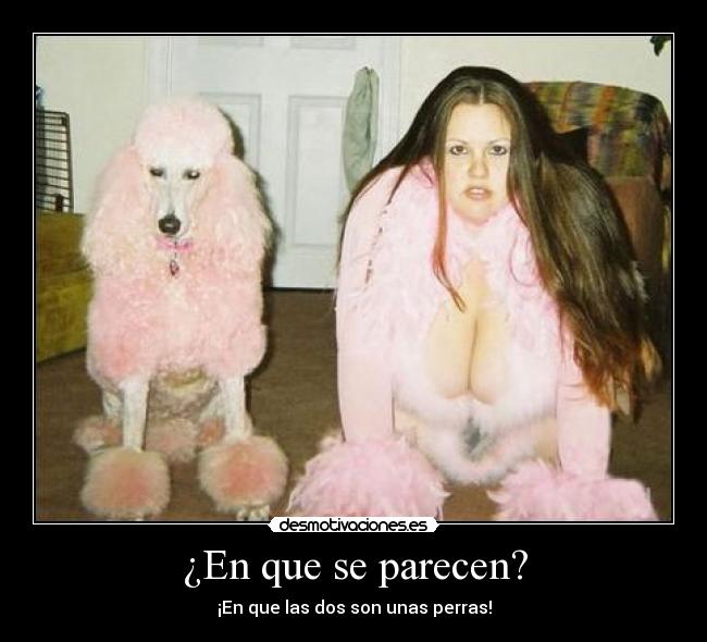 ¿En que se parecen? - ¡En que las dos son unas perras!