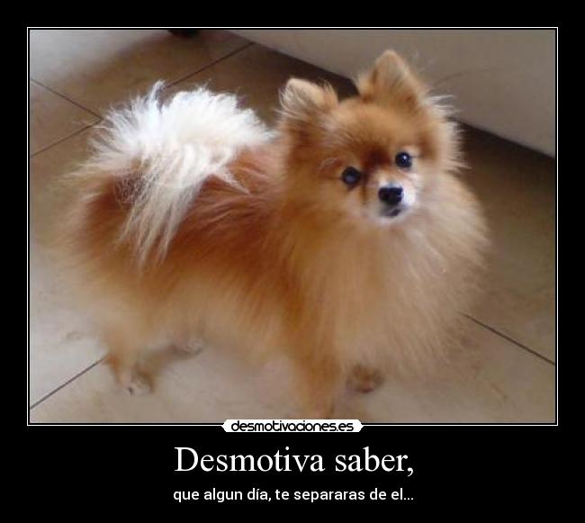 Desmotiva saber, - que algun día, te separaras de el...