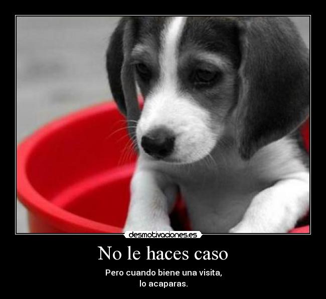 No le haces caso -