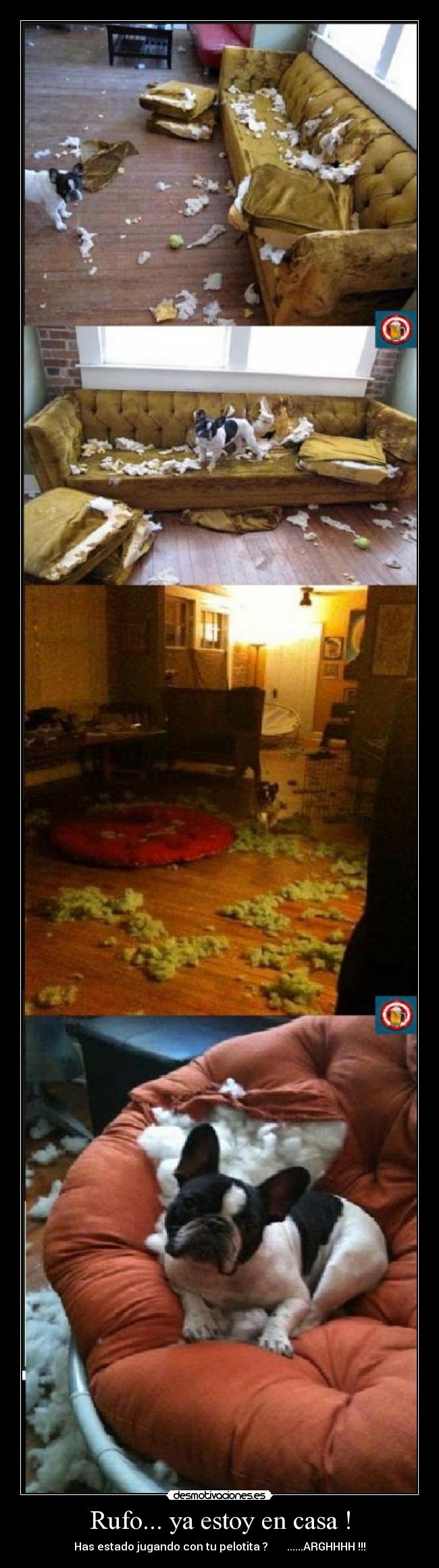 Rufo... ya estoy en casa ! - Has estado jugando con tu pelotita ?       ......ARGHHHH !!!