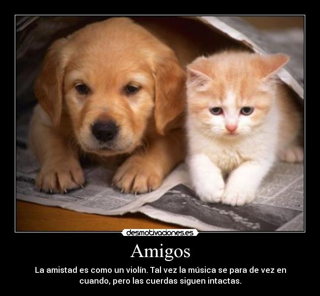 Amigos -